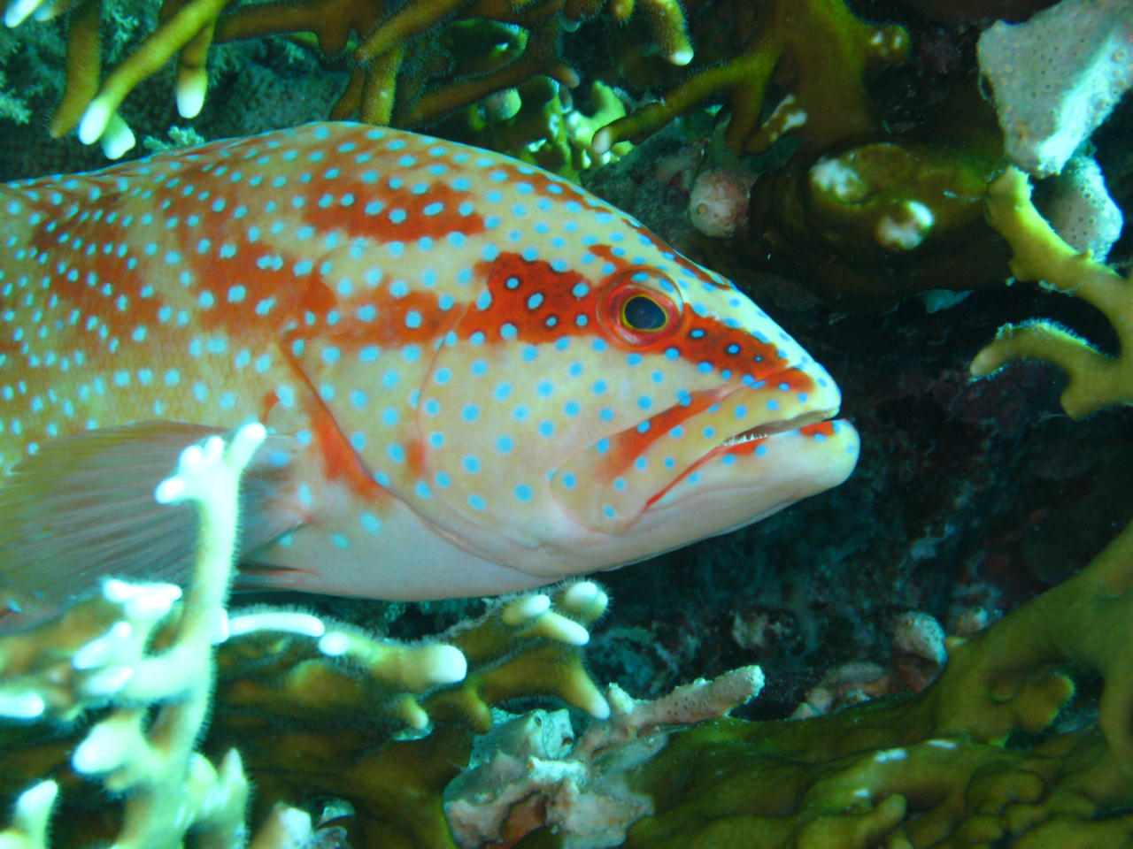 Cephalopholis hemistiktos (Cernia mezza puntinata)